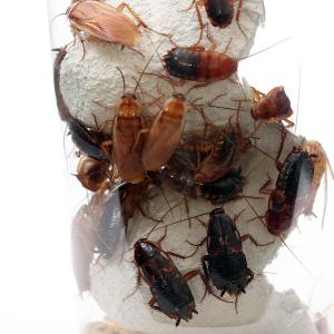 (生餌)死着保証なし レッドローチ MLサイズ...の詳細画像2