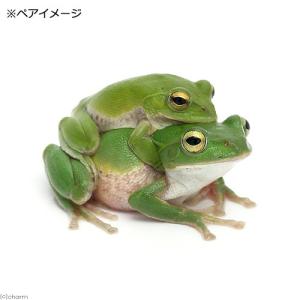 (両生類)シュレーゲルアオガエル メス WC個...の詳細画像2