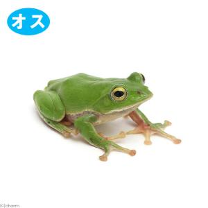 両生類）イエアメガエル CB個体ベビー（3匹）と主食セット 本州四国
