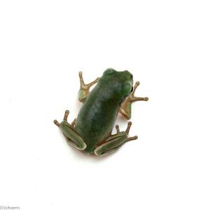 (両生類)イエアメガエル CB個体ベビー(3匹...の詳細画像1