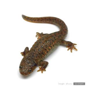 （両生類）イベリアトゲイモリ（スペインイモリ）　ＣＢ個体（６匹）　北海道航空便要保温