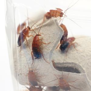 (生餌)死着保証なし レッドローチ MLサイズ...の詳細画像1