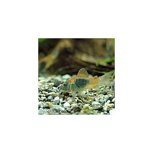 熱帯魚 コリドラス ベネズエラオレンジ １匹 北海道 九州航空便要保温 チャーム Charm ヤフー店 通販 Yahoo ショッピング