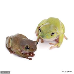 カエル 生体 両生類 爬虫類 チャーム Charm Paypayモール店 通販 Paypayモール