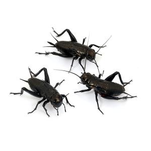 （生餌）死着保証なし　クロコオロギ　ＭＬ　約１００匹　（５０グラム）　爬虫類　両生類　大型魚　餌　エサ　活餌　北海道・九州航空便要保温