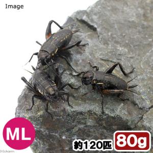 (生餌)死着保証なし クロコオロギ ML 約2...の詳細画像1