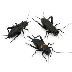 （生餌）死着保証なし　カキ殻パウダー付き　クロコオロギ　Ｌ　約５０匹　（５０グラム）　爬虫類　両生類　大型魚　餌　エサ　活餌