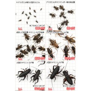 (生餌)死着保証なし カキ殻パウダー付き クロ...の詳細画像1