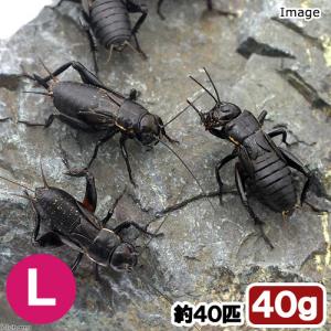 (生餌)死着保証なし カキ殻パウダー付き クロ...の詳細画像1