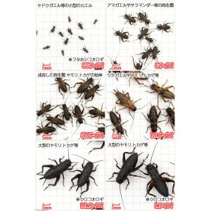 (生餌)死着保証なし カキ殻パウダー付き クロ...の詳細画像2