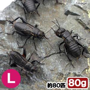 (生餌)死着保証なし カキ殻パウダー付き クロ...の詳細画像1