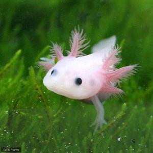 （両生類）ウーパールーパー　リューシスティック　白（黒目）Ｓサイズ（１匹）　北海道・九州航空便要保温