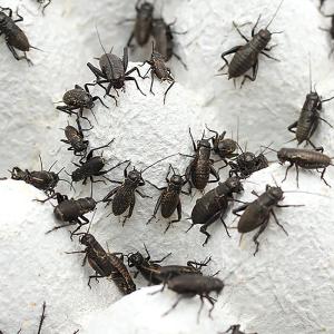 （生餌）死着保証なし　クロコオロギ　ＳＭ　約１２０匹　（１５グラム）　爬虫類　両生類　大型魚　餌　エサ　活餌　北海道・九州航空便要保温