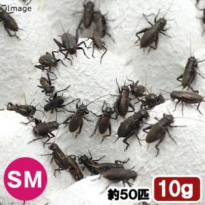 (生餌)死着保証なし クロコオロギ SM 約1...の詳細画像1