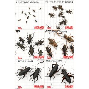 (生餌)死着保証なし クロコオロギ SM 約1...の詳細画像2