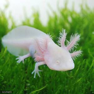(両生類)ウーパールーパー アルビノ Mサイズ ...の商品画像