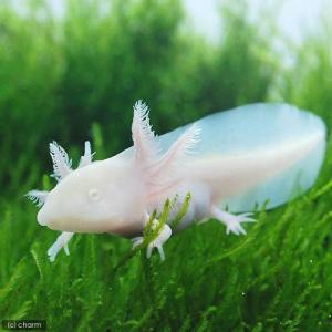 (両生類)ウーパールーパー アルビノ Mサイズ...の詳細画像1