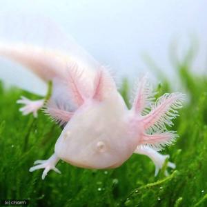 (両生類)ウーパールーパー アルビノ Mサイズ...の詳細画像2
