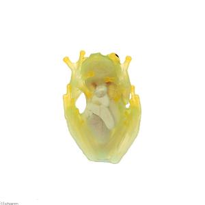 (両生類)フライシュマンアマガエルモドキ WC...の詳細画像2