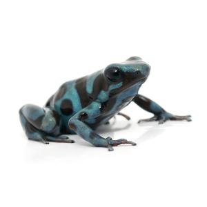 (両生類)マダラヤドクガエル スーパーブルー“s...の商品画像