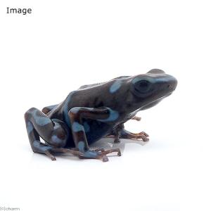 (両生類)マダラヤドクガエル スーパーブルー“...の詳細画像1