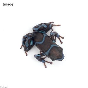(両生類)マダラヤドクガエル スーパーブルー“...の詳細画像3