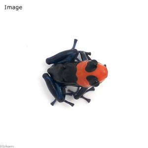 (両生類)ベネディクタヤドクガエル パンパ ヘ...の詳細画像1