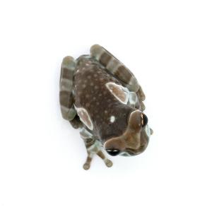 (両生類)ミルキーフロッグ CB個体 Sサイズ...の詳細画像1