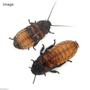 (昆虫)マダガスカルゴキブリ ポルテントーサ ...の詳細画像1