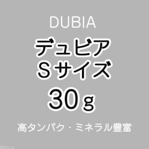 (生餌)死着保証なし デュビア(アルゼンチンモ...の詳細画像1