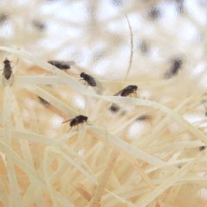 (生餌)死着保証なし トリニドショウジョウバエ...の詳細画像1