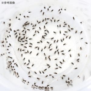 (生餌)死着保証なし トリニドショウジョウバエ...の詳細画像2