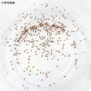 (生餌)死着保証なし キイロショウジョウバエ(...の詳細画像2