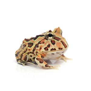 カエル 生体 両生類 爬虫類 チャーム Charm Paypayモール店 通販 Paypayモール