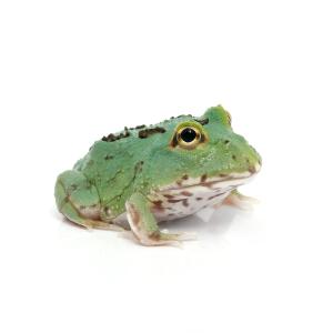 （両生類）クランウェルツノガエル　マスカット　４スポット（１匹）