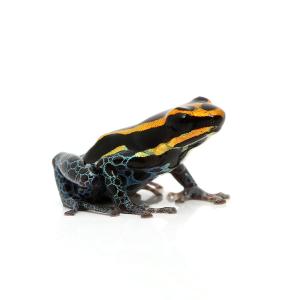 （両生類）アマゾニカヤドクガエル　イキトス　オレンジ　“ｉｑｕｉｔｏｓ　ｏｒａｎｇｅ”（１匹）　北海道・九州航空便要保温