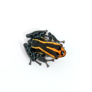 (両生類)アマゾニカヤドクガエル イキトス オ...の詳細画像1