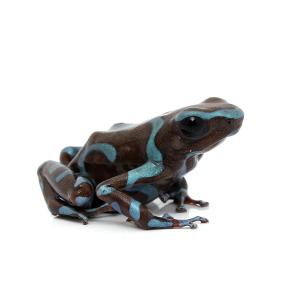 チャーム（charm） （両生類）マダラヤドクガエル ペナブランカ 