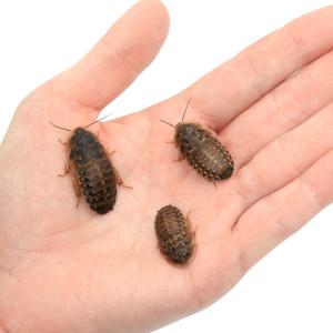 (生餌)死着保証なし デュビア(アルゼンチンモ...の詳細画像1