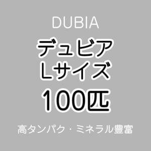 (生餌)死着保証なし デュビア(アルゼンチンモ...の詳細画像2