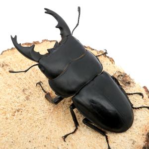 (昆虫)アルキデスヒラタクワガタ 短・中歯型 ...の詳細画像1