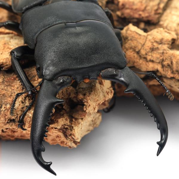 （昆虫）（オス単品）パラワンオオヒラタクワガタ　フィリピン　パラワン　Ｍｔ．ガントン産　成虫　ＷＤ　...