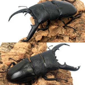 (昆虫)パラワンオオヒラタクワガタ ガントン産...の詳細画像1