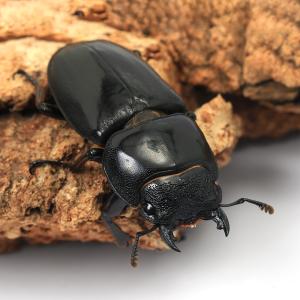 (昆虫)パラワンオオヒラタクワガタ ガントン産...の詳細画像3