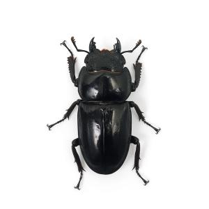 (昆虫)パラワンオオヒラタクワガタ ガントン産...の詳細画像4