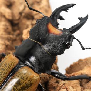 昆虫)オオヒョウタンゴミムシ エジプト産 成虫 WC(1匹 昆虫)オオヒョウタンゴミムシ エジプト産 成虫 WC(1匹