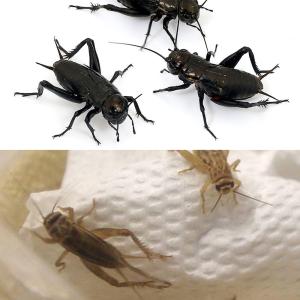 (生餌)生餌お試しセット イエコ・クロコオロギ ...の商品画像