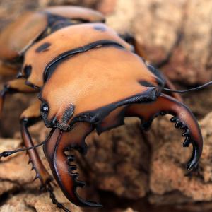 昆虫）（B品）タランドゥスオオツヤクワガタ コンゴ産 成虫 85mm