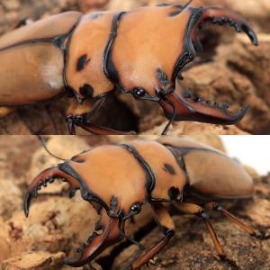 (昆虫)メンガタクワガタ カメルーン産 成虫 ...の詳細画像1