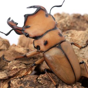 (昆虫)メンガタクワガタ カメルーン産 成虫 ...の詳細画像2